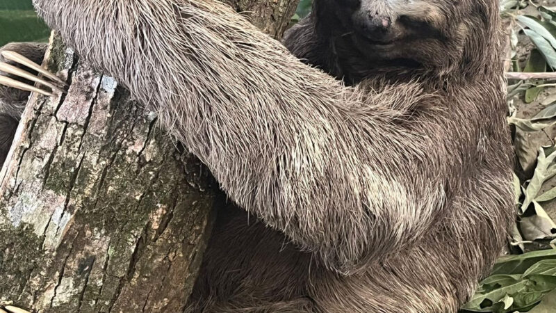 São Gonçalo amplia esforços pela fauna silvestre e resgata 65 animais em julho