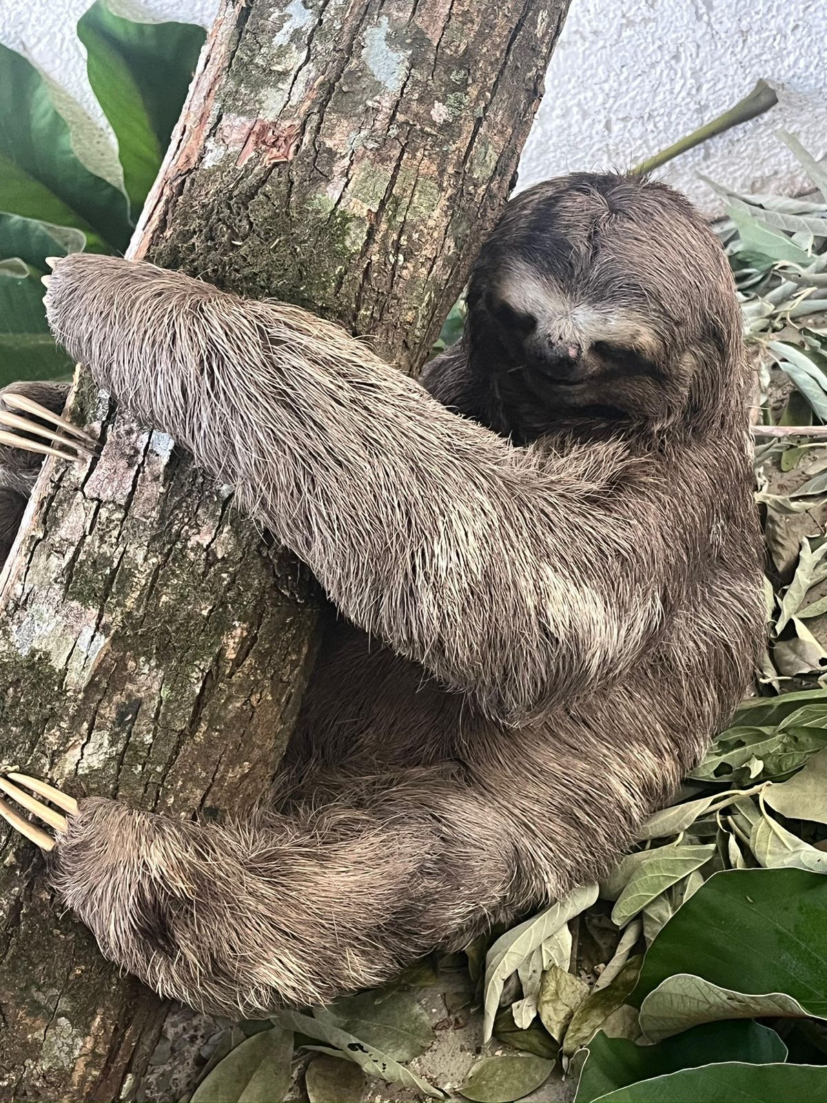 São Gonçalo amplia esforços pela fauna silvestre e resgata 65 animais em julho