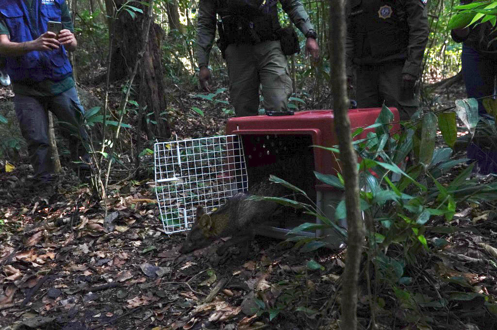 São Gonçalo realiza soltura de cachorro-do-mato em seu habitat natural
