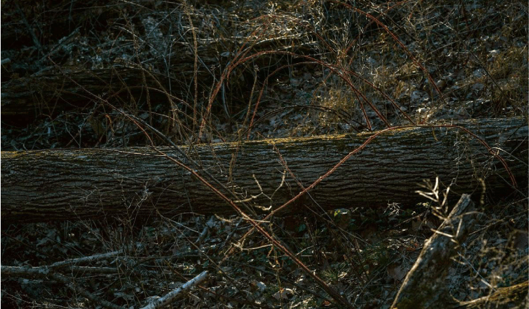 MAC Niterói inaugura exposição individual de Edo Costantini