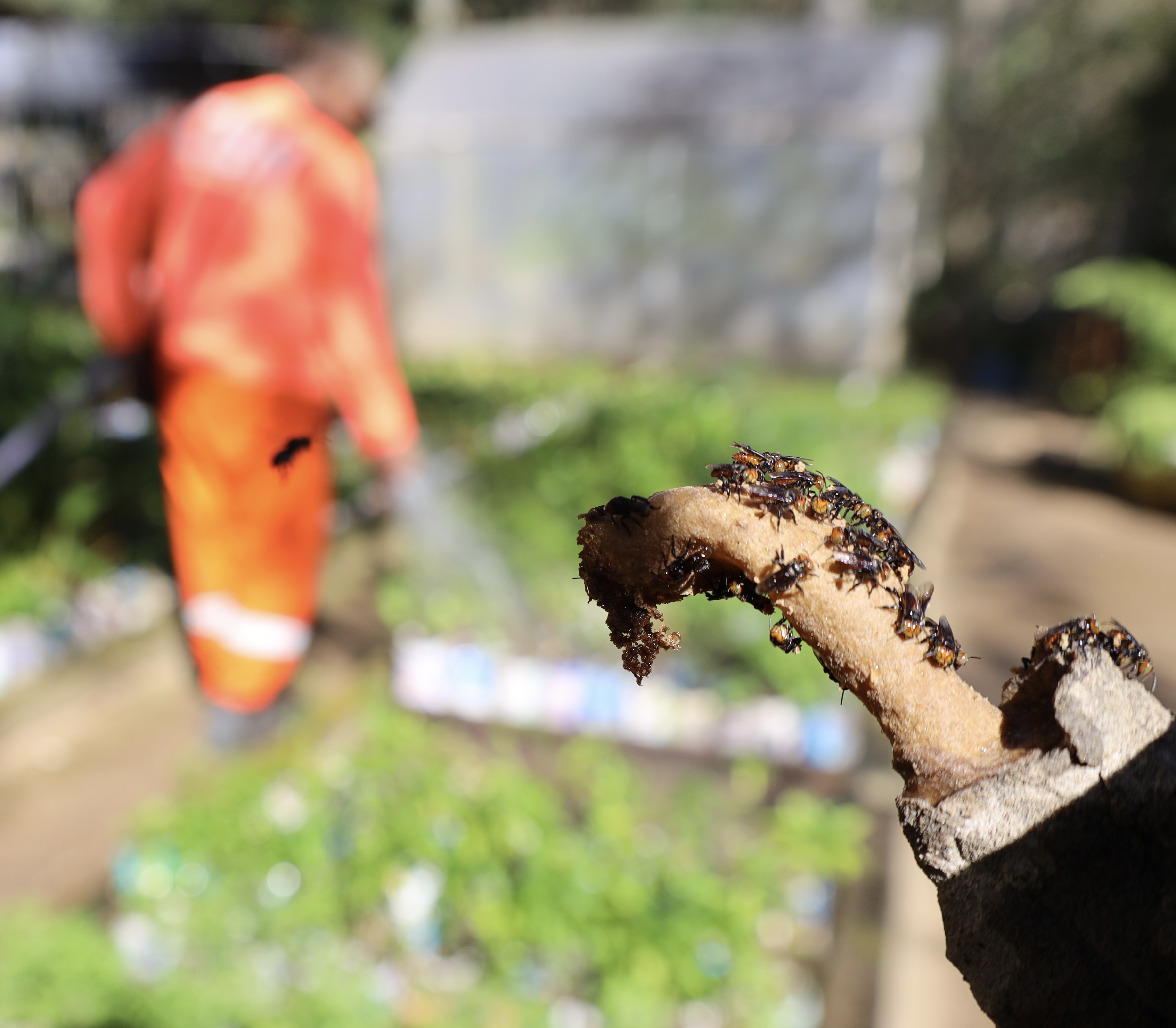 Prefeitura de Niterói usa abelhas sem ferrão para impulsionar reflorestamento na cidade