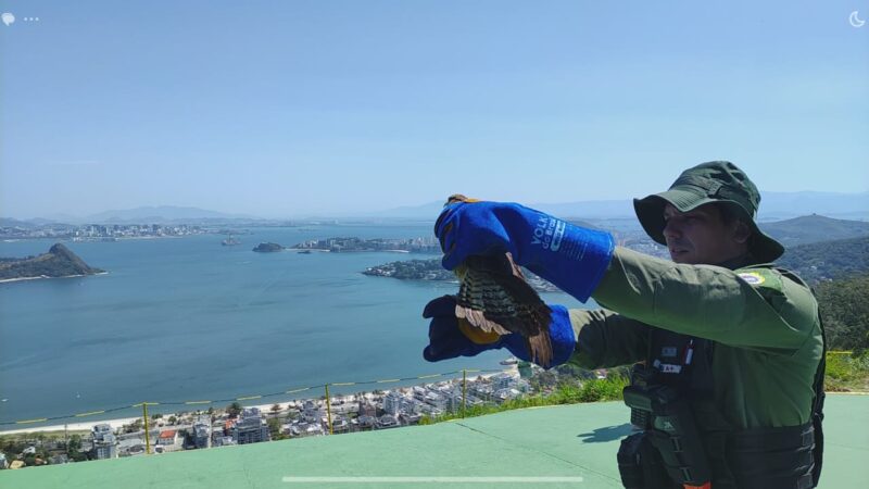 Gavião Carcará Branco é resgatado e devolvido à natureza após reabilitação