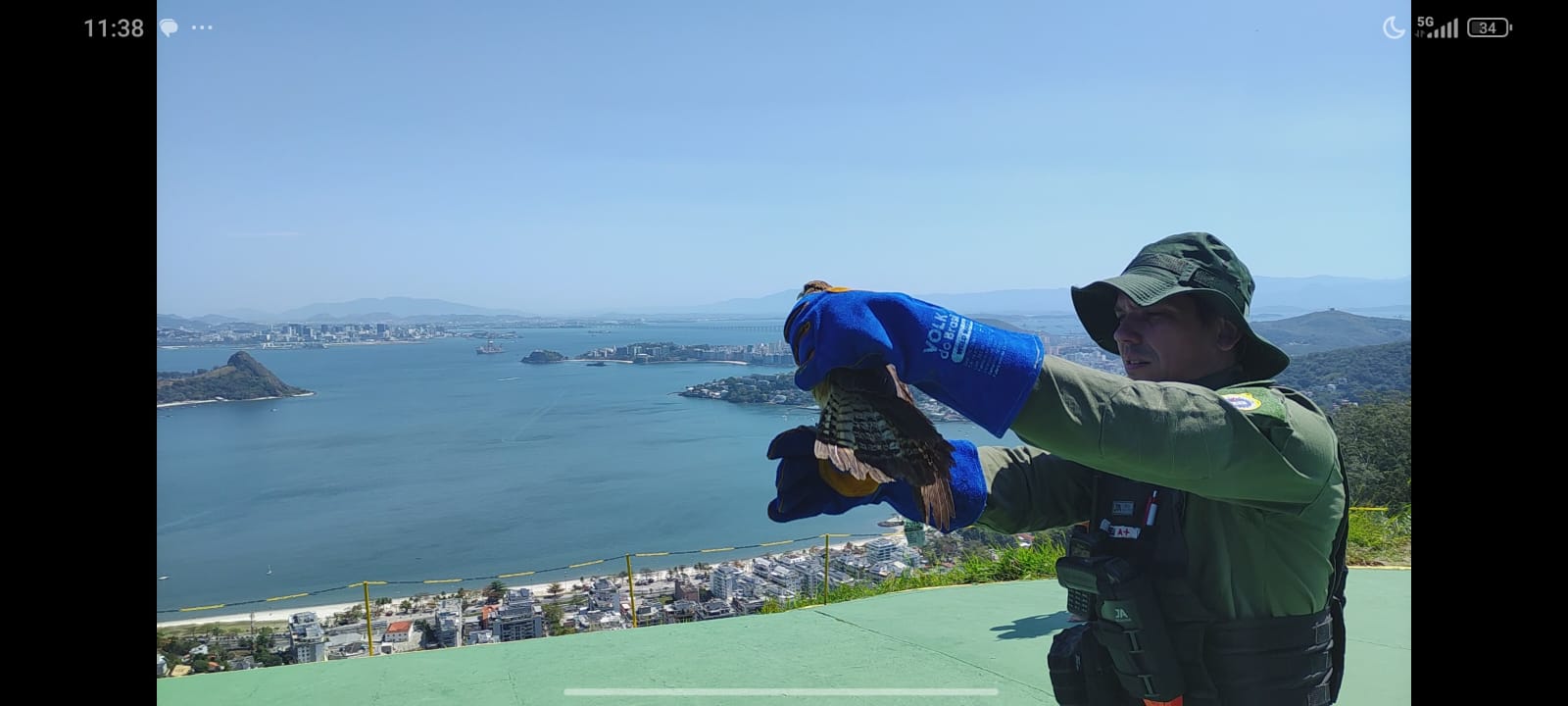 Gavião Carcará Branco é resgatado e devolvido à natureza após reabilitação