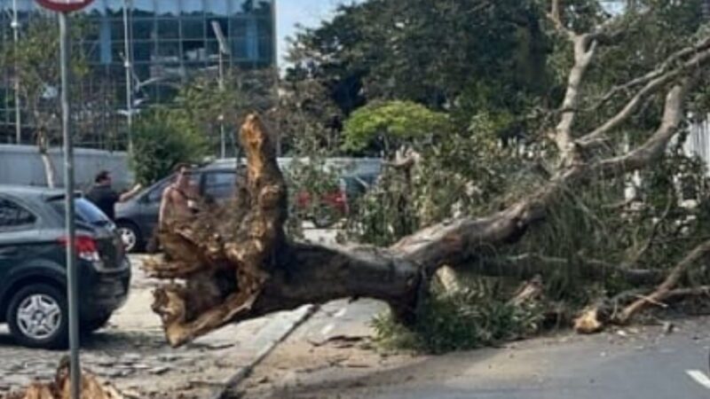 Árvore cai e interdita Rua Guilherme Briggs, em São Domingos