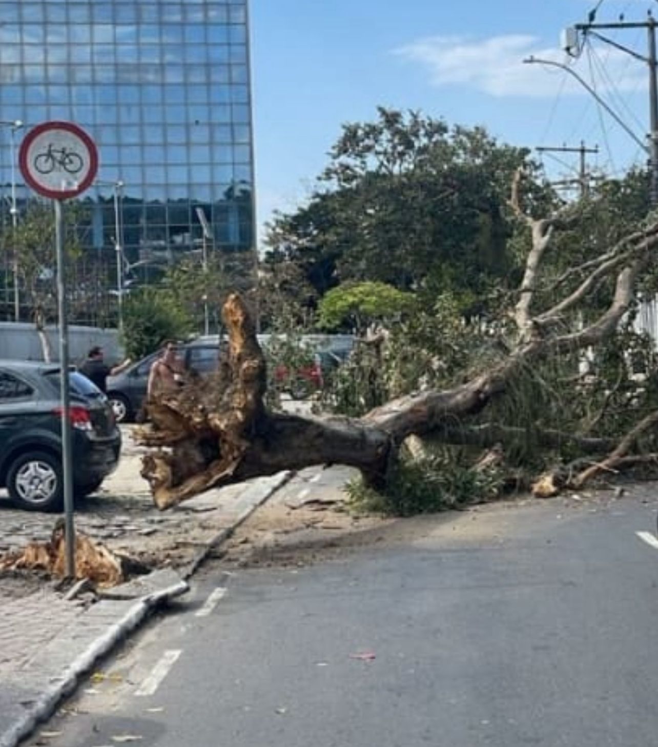 Árvore cai e interdita Rua Guilherme Briggs, em São Domingos