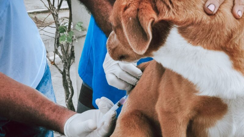 Itaboraí imuniza mais de 4,6 mil animais em 15 dias de Campanha de Vacinação Antirrábica