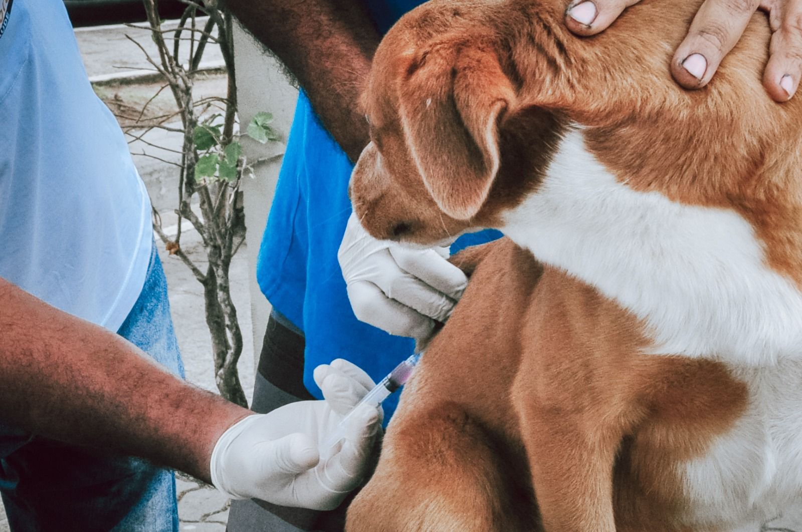 Itaboraí imuniza mais de 4,6 mil animais em 15 dias de Campanha de Vacinação Antirrábica