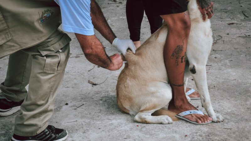 Itaboraí inicia Campanha de Vacinação Antirrábica para cães e gatos nesta segunda-feira (01/09)