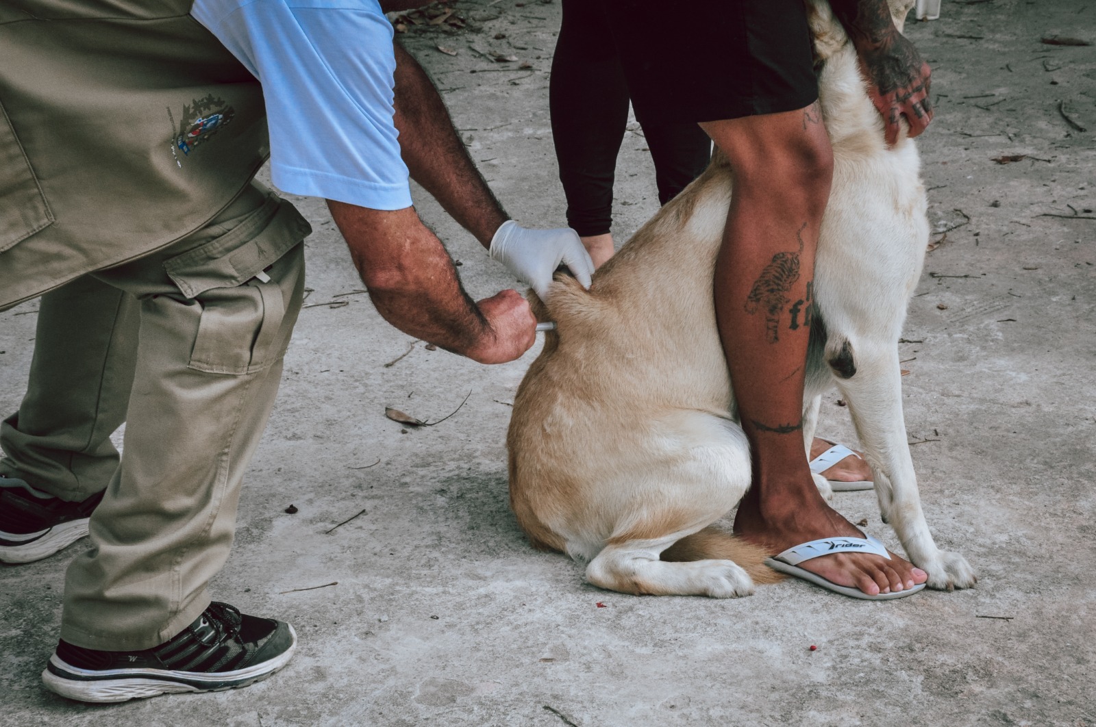 Itaboraí inicia Campanha de Vacinação Antirrábica para cães e gatos nesta segunda-feira (01/09)