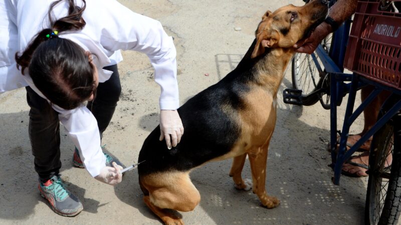 Niterói inicia Campanha de Vacinação Antirrábica Animal no sábado, dia 04