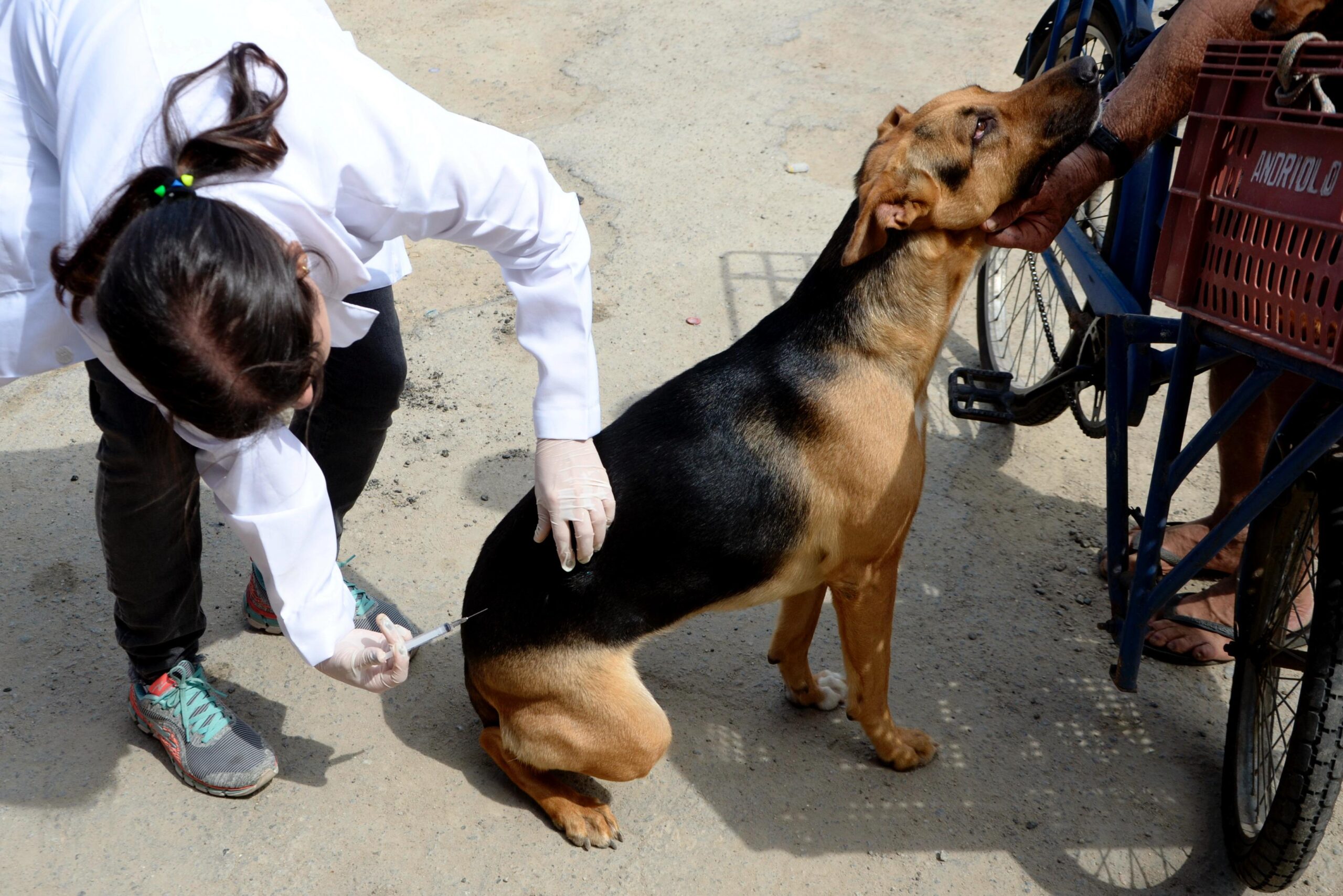Niterói inicia Campanha de Vacinação Antirrábica Animal no sábado, dia 04