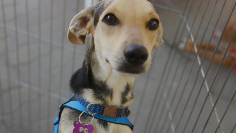 Prefeitura de Maricá promove Feira de Adoção de Cães e Gatos neste sábado (20/09)