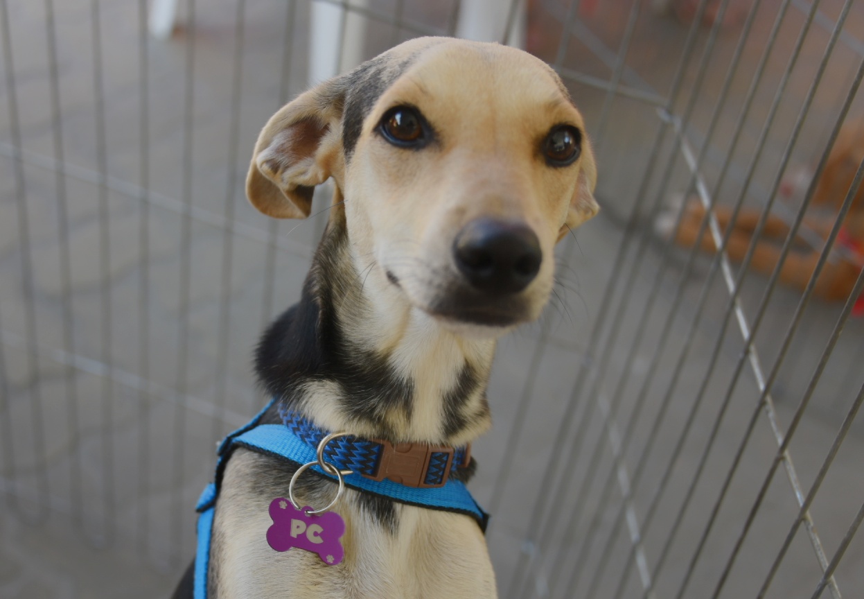 Prefeitura de Maricá promove Feira de Adoção de Cães e Gatos neste sábado (20/09)