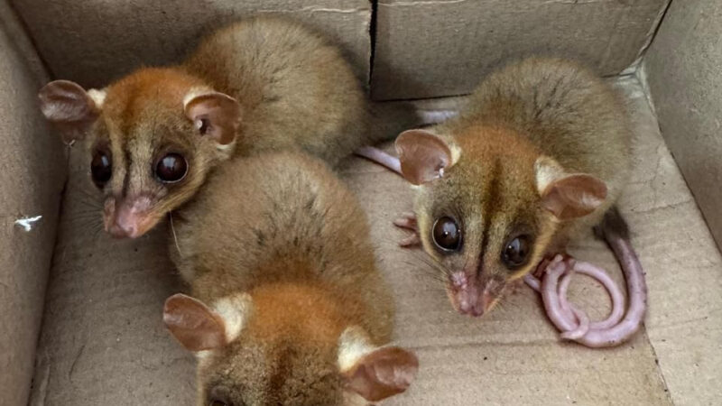 ASAS acolheu mais de 300 animais silvestres no mês de agosto