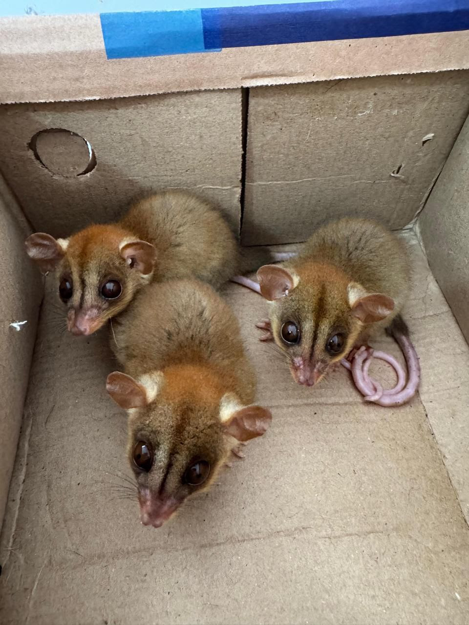 ASAS acolheu mais de 300 animais silvestres no mês de agosto