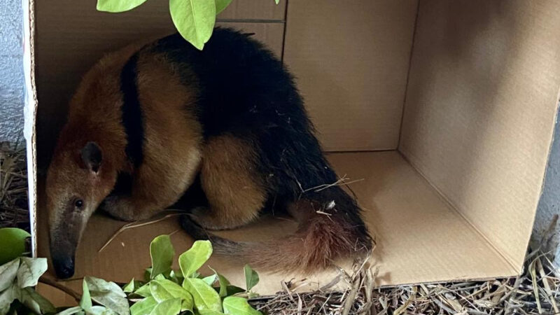 ASAS atingiu a marca de 3 mil animais silvestres reabilitados e devolvidos à natureza