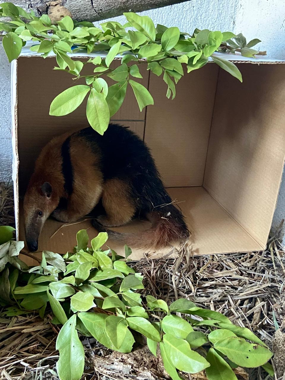 ASAS atingiu a marca de 3 mil animais silvestres reabilitados e devolvidos à natureza