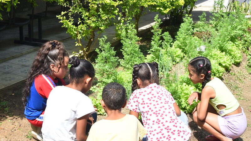 Maricá colhe primeiros frutos de projeto de horta terapêutica