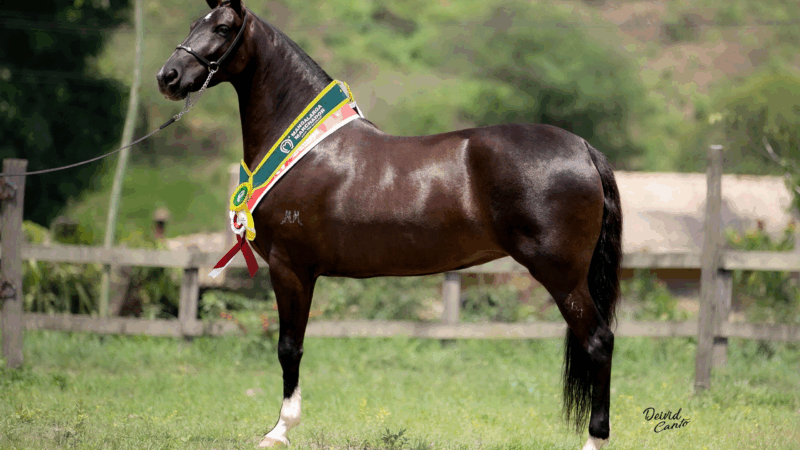 Niterói recebe a II Copa Oficial de Marcha e o Poeirão