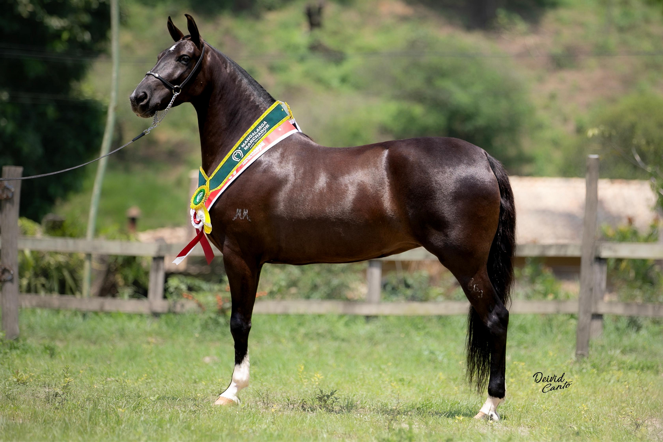 Niterói recebe a II Copa Oficial de Marcha e o Poeirão
