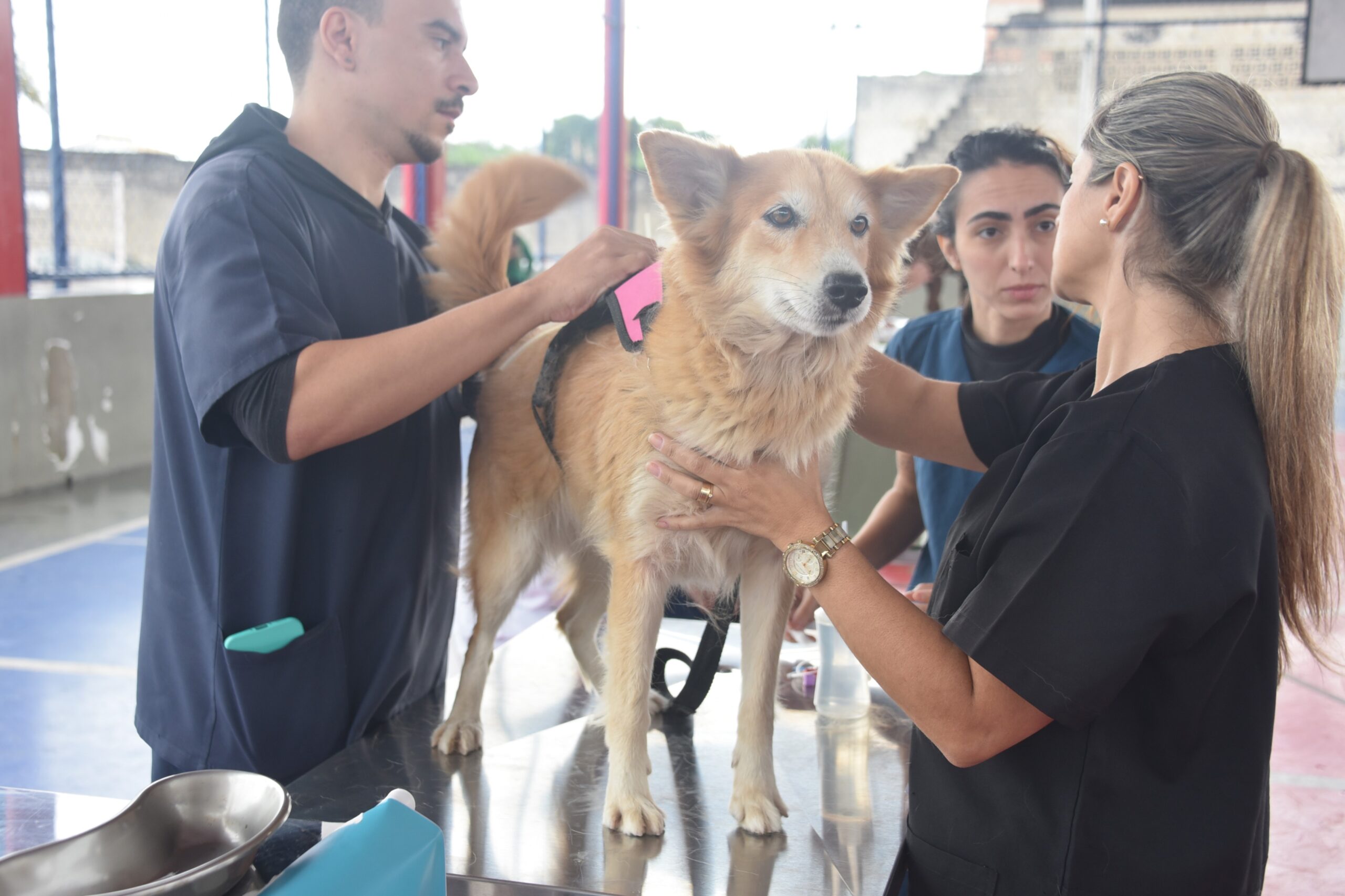 Maricá ultrapassa 5 mil castrações e amplia ações de proteção animal em 2025