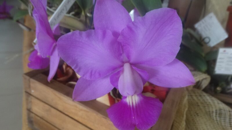 39ª Exposição de Orquídeas de Niterói reúne apaixonados pela natureza em Charitas