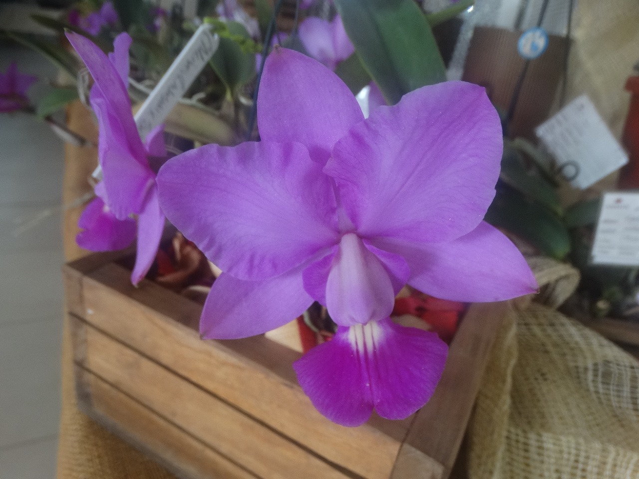 39ª Exposição de Orquídeas de Niterói reúne apaixonados pela natureza em Charitas