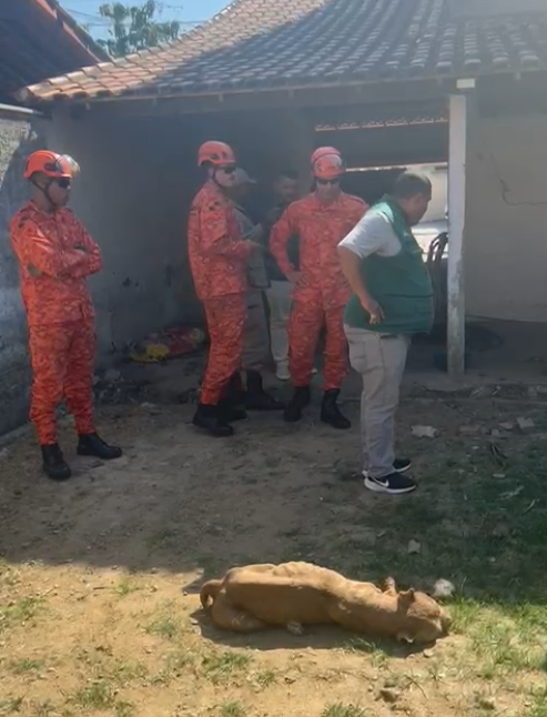 Prefeitura de Maricá resgata nove animais em situação de maus-tratos 