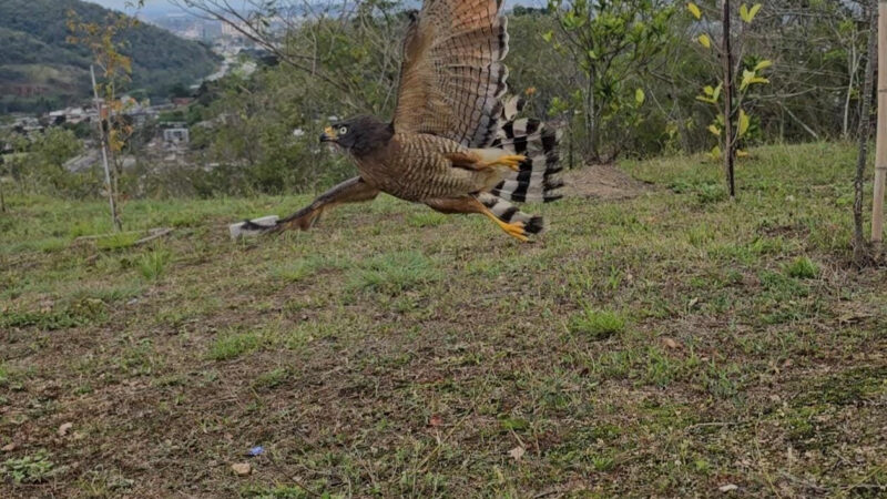 ASAS realiza soltura de mais seis animais silvestres no final de semana