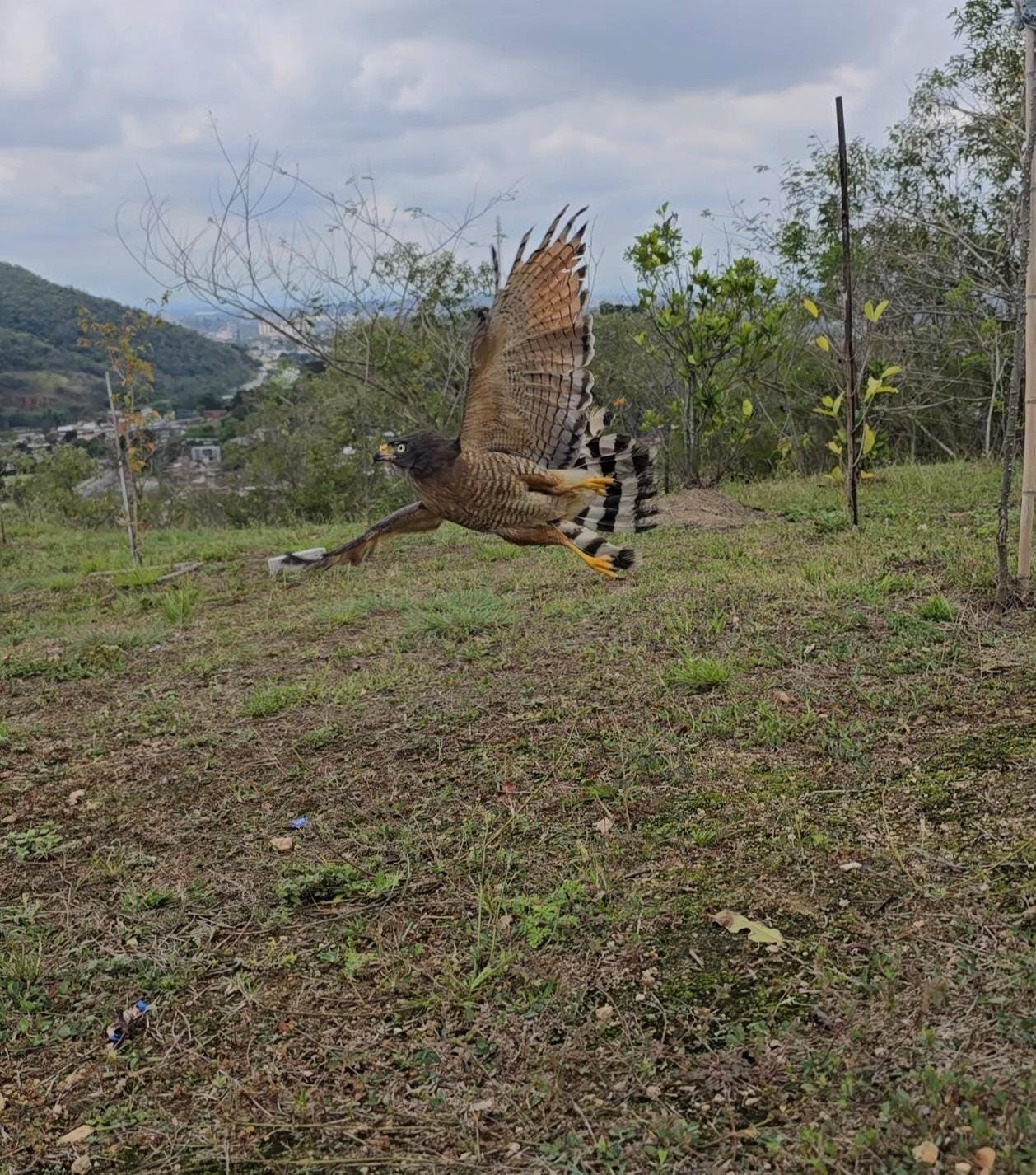 ASAS realiza soltura de mais seis animais silvestres no final de semana