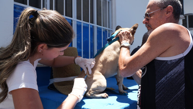 São Gonçalo realiza segunda etapa da vacinação antirrábica para cães e gatos