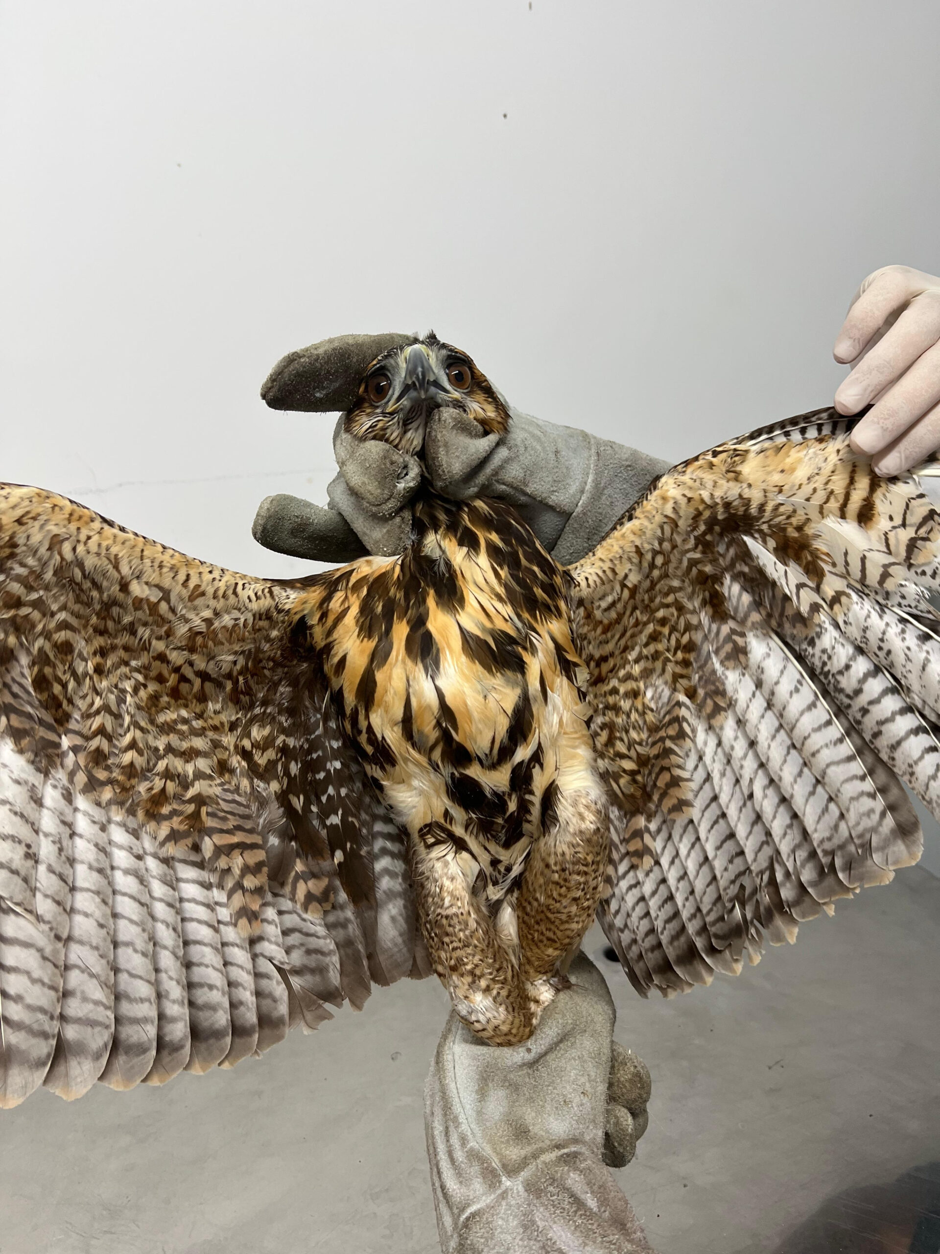 ASAS realiza soltura de gavião em seu habitat natural 