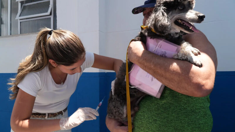 São Gonçalo bate meta na campanha de vacinação antirrábica