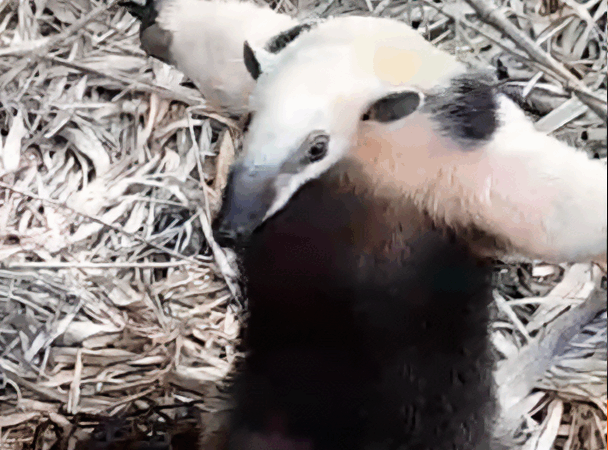 São Gonçalo realiza soltura de tamanduá atendido na ASAS