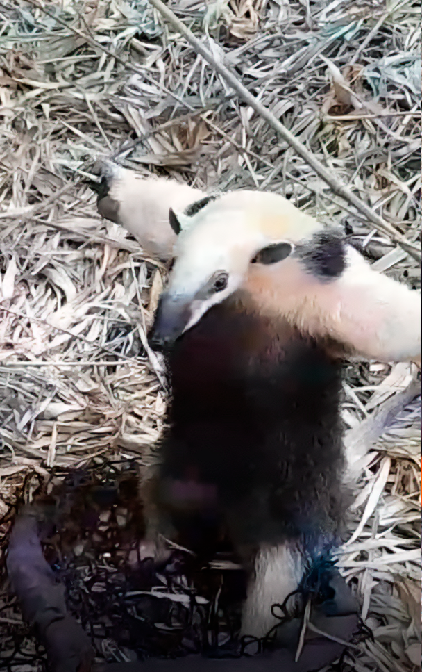 São Gonçalo realiza soltura de tamanduá atendido na ASAS