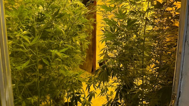 7º BPM estoura casa usada como estufa de maconha nas primeiras horas da manhã no Jardim Catarina, em São Gonçalo