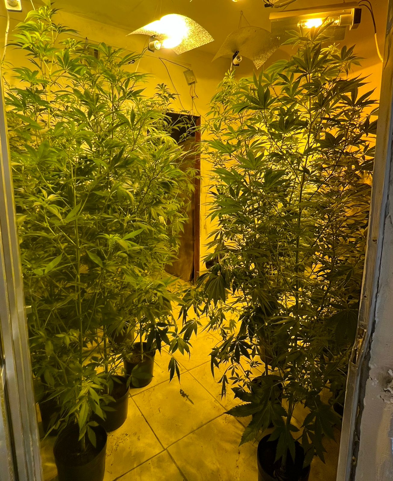 7º BPM estoura casa usada como estufa de maconha nas primeiras horas da manhã no Jardim Catarina, em São Gonçalo