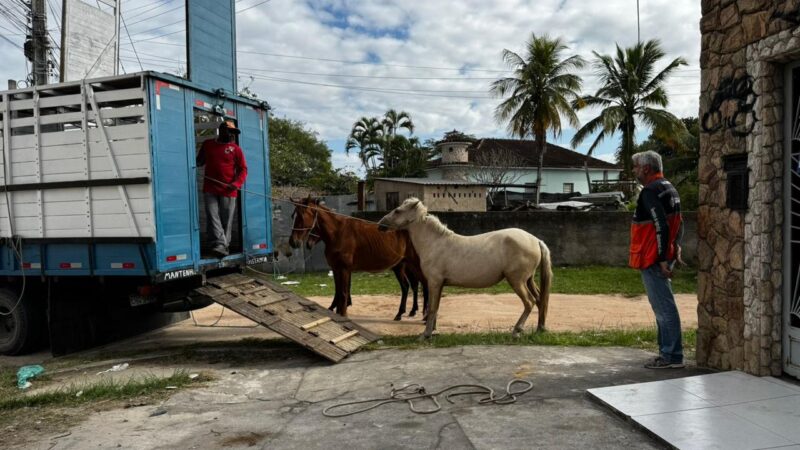 Prefeitura de Itaboraí intensifica apreensão de animais soltos e reduz em 85% o número de casos nas vias públicas