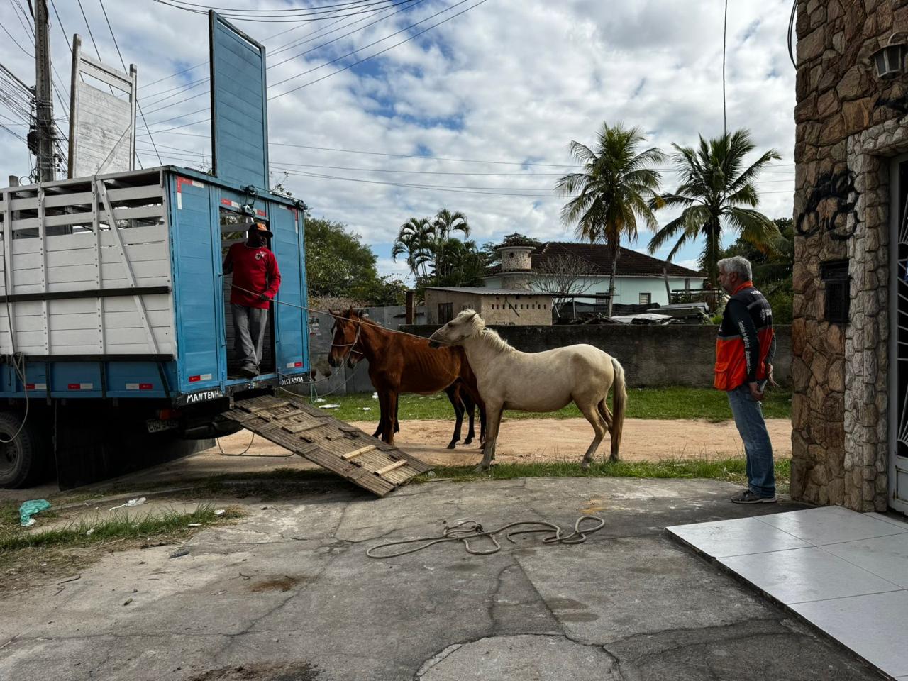 Prefeitura de Itaboraí intensifica apreensão de animais soltos e reduz em 85% o número de casos nas vias públicas