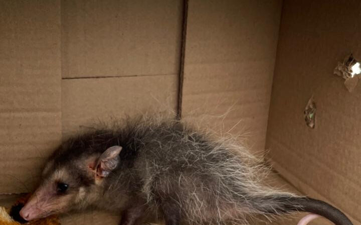 São Gonçalo registra 491 acolhimentos de animais silvestres em outubro