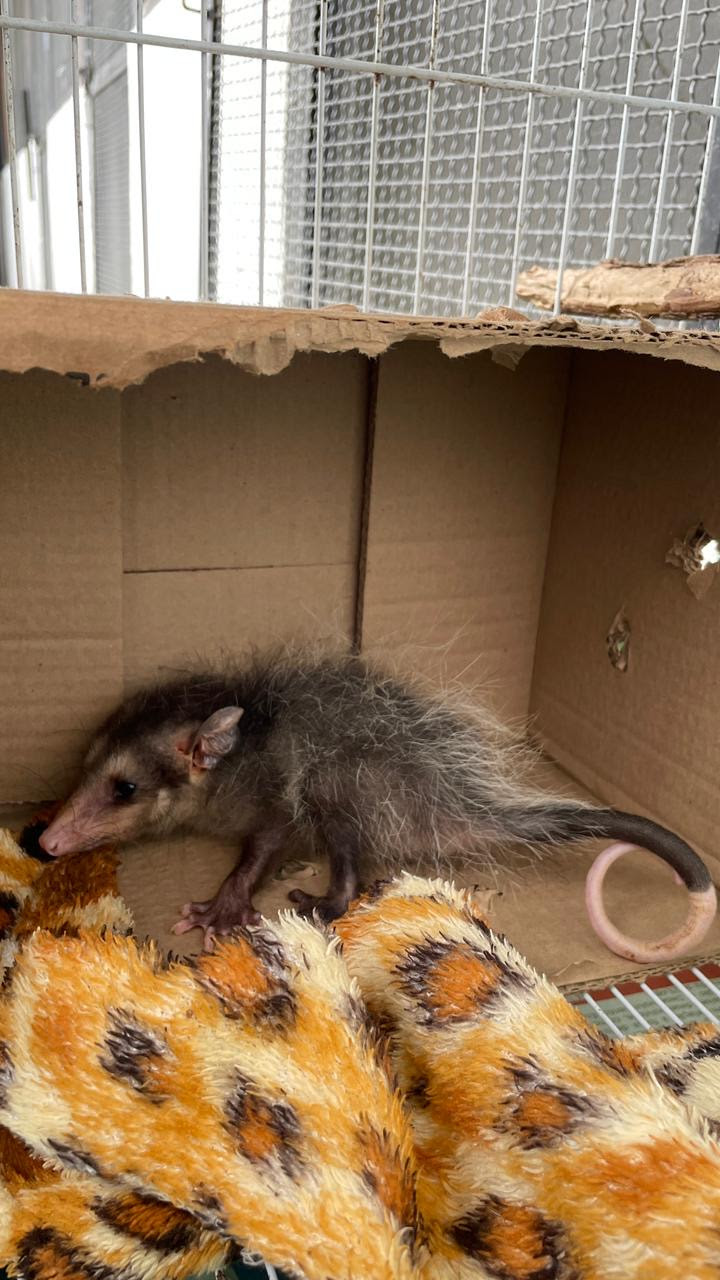 São Gonçalo registra 491 acolhimentos de animais silvestres em outubro