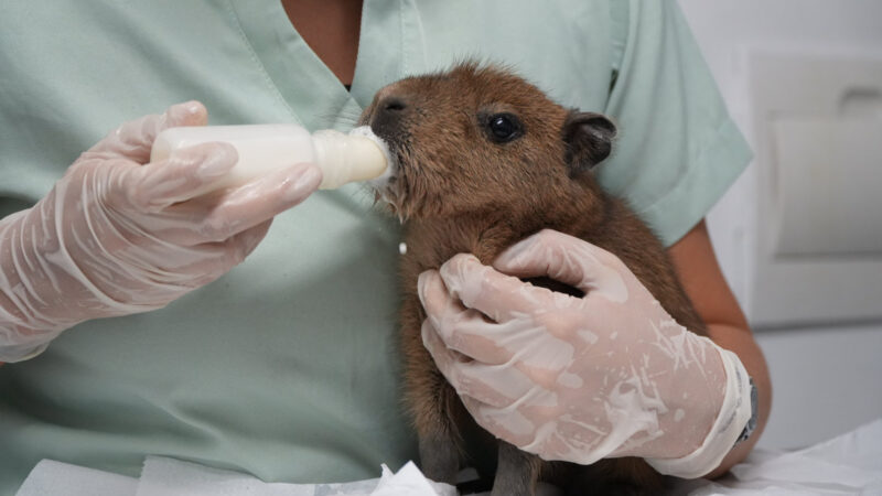 Filhote de capivara é acolhido pela equipe da ASAS da Prefeitura de São Gonçalo