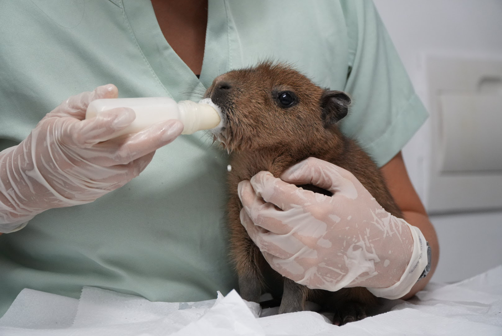 Filhote de capivara é acolhido pela equipe da ASAS da Prefeitura de São Gonçalo