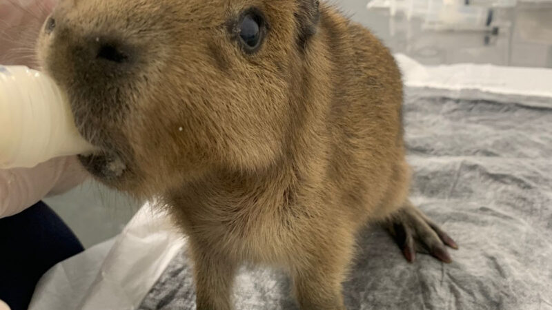 ASAS celebra marco de 4 mil animais devolvidos à natureza