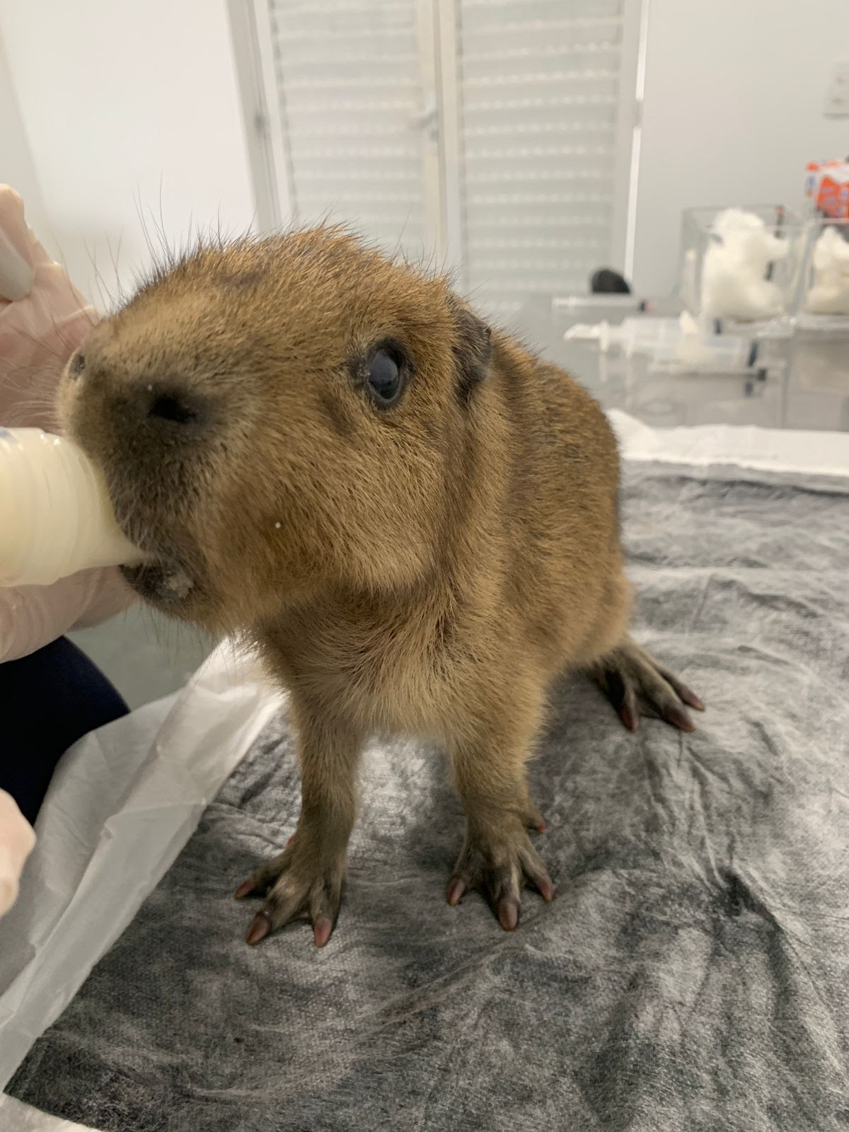 ASAS celebra marco de 4 mil animais devolvidos à natureza