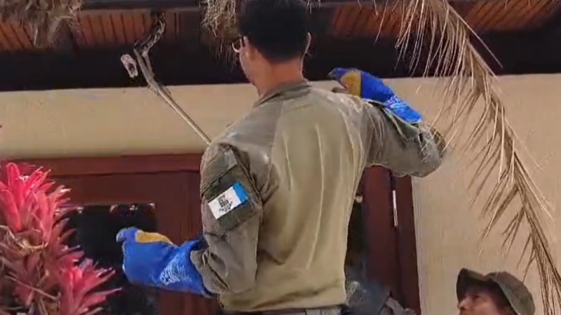 Guarda Ambiental de Niterói resgata jiboia de 2 metros em Itacoatiara