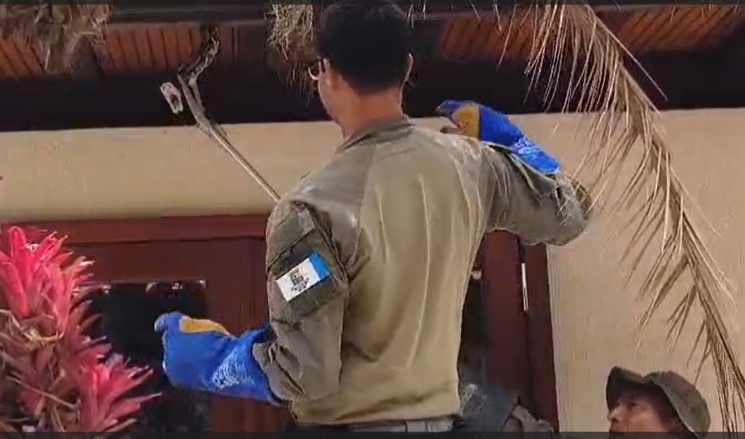 Guarda Ambiental de Niterói resgata jiboia de 2 metros em Itacoatiara