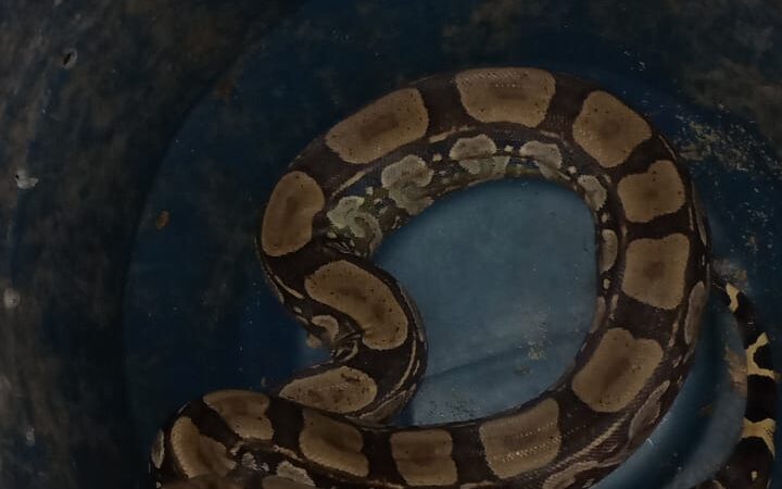 Guarda Ambiental da Prefeitura de Niterói resgata jiboia em Itaipu