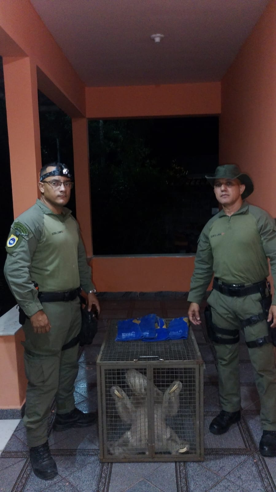 Visita inesperada na varanda: preguiça é resgatada e devolvida à natureza em Niterói