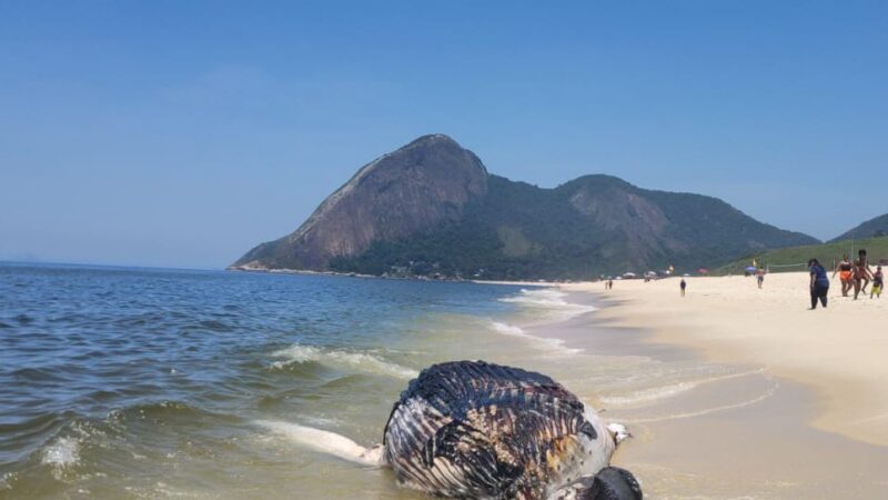 Baleia é localizada sem vida na orla de Itaipuaçu, em Maricá
